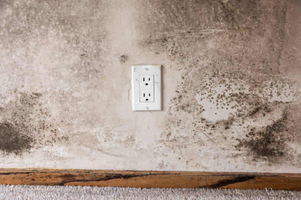 Best Mold Removal for HVAC Installations  in Cutlerville, MI