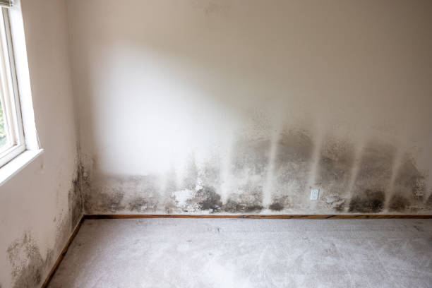 Best Forensic Mold Investigation  in Cutlerville, MI