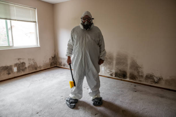 Professional Mold Removal in Cutlerville, MI