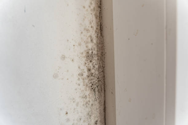 Best Environmental Consulting for Mold Prevention  in Cutlerville, MI